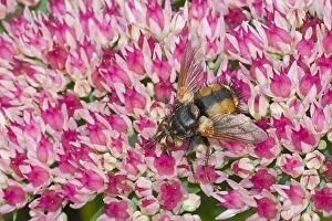 Parasites Prints: Tachinid Fly (Echinomyia fera) adult