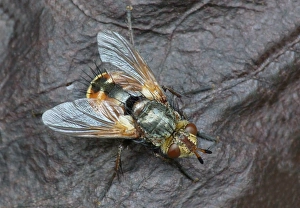 Parasites Prints: Tachinid Fly (Tachina fera) adult