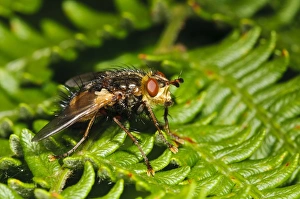 Tachinid Fly (Tachina fera) adult, basking on bracken frond, Southwater Woods, West Sussex, England, July