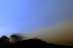 Tadpole Shrimp (Triops cancriformis) adult, burrowing underwater in freshwater temporary pond, Italy, may