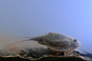 Tadpole Shrimp (Triops cancriformis) adult, underwater in freshwater temporary pond, Italy, may