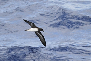 Procellariidae Prints: Tahiti Petrel (Pseudobulweria rostrata) adult
