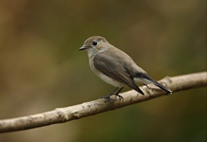 Taiga Flycatcher (Ficedula parva albicilla) adult, non-breeding plumage, perched on twig, Kaeng Krachan N. P. Thailand, january
