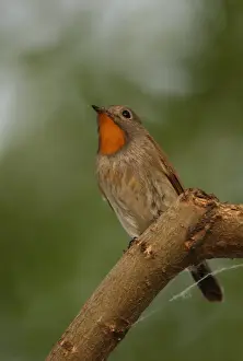 Taiga Flycatcher (Ficedula parva albicilla) adult male, perched on branch, Beijing, China, may