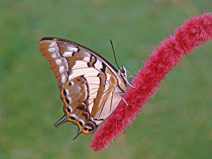 Flowerheads Prints: Tailed Emperor (Polyura pyrrhus) adult