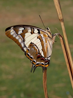 Tailed Emperor (Polyura pyrrhus) adult, underside, resting on dry grass stem, Western Australia, Australia