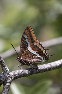 Tailed Prints: Two tailed pasha Butterfly, claraxes jasius, Extremadura, Spain