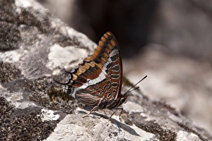 Two tailed pasha Butterfly, claraxes jasius, Extremadura, Spain