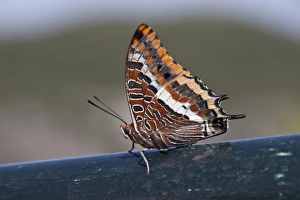 Tailed Prints: Two tailed pasha, claraxes jasius