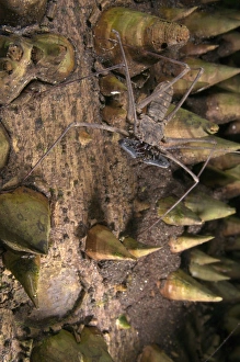 Rain Forests Prints: Tailless Whip Scorpion (Heterophrynus sp)