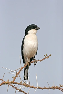 Taita Fiscal (Lanius dorsalis) adult, perched on acacia branch, Samburu, Kenya