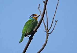 Barbet Prints: Taiwan Barbet (Megalaima nuchalis) adult, perched on branch, Taiwan, April
