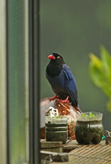 Taiwan Blue Magpie (Urocissa caerulea) adult, sheltering from rain on house balcony during rainfall, Taiwan, April
