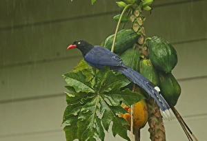 Taiwan Blue Magpie (Urocissa caerulea) adult, feeding on Papaya (Carica papaya) fruit during rainfall, Taiwan, April
