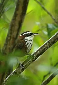 Taiwan Scimitar-babbler (Pomatorhinus musicus) adult, perched on branch, Taiwan, April