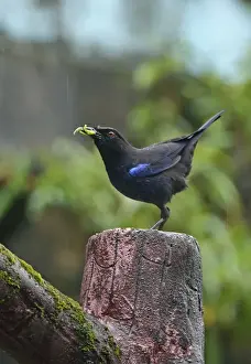 Thrush Prints: Taiwan Whistling-thrush (Myophonus insularis) adult