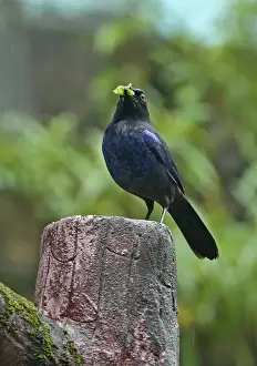Taiwan Whistling-thrush (Myophonus insularis) adult, with insect prey in beak, perched on post during rainfall, Taiwan