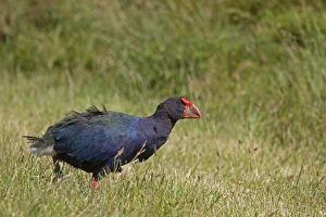 Flight Less Prints: Takahe (Porphyrio hochstetteri) adult