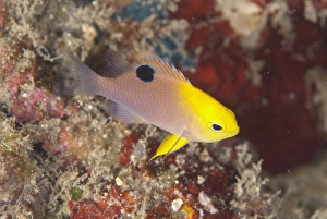 Pomacentridae Prints: Talbots Damselfish (Chrysiptera talboti) adult