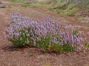 Roadsides Prints: Tall Mulla Mulla (Ptilotus exaltatus) flowering