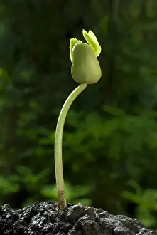 S Eed Prints: Tamarind (Tamarindus indica) germinating seed with shoot, Trivandrum, Kerala, India