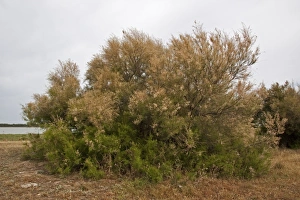 Donana Prints: tamarisk canariensis