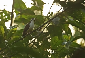 Pigeon Prints: Tambourine Dove (Turtur tympanistria) adult