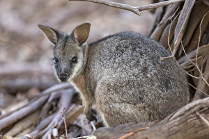 Macropod Prints: Tammar Wallaby (Macropus eugenii) adult