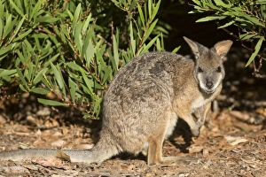 Tammar Wallaby (Macropus eugenii) adult, Kangaroo Island, South Australia, Australia, February