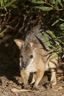 Tammar Wallaby (Macropus eugenii) adult, Kangaroo Island, South Australia, Australia, February