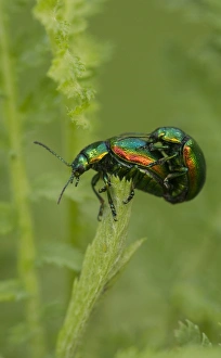 Mating Prints: Tansy Beetle (Chrysolina graminis) adult pair
