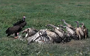Tanzania Prints: Tanzania Ruppells Griffon with Lappet-faced Vultures feeding on Zebra carcass
