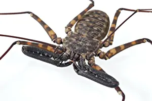 Cutout Prints: Tanzanian Giant Tailless Whip Scorpion (Damon diadema) adult