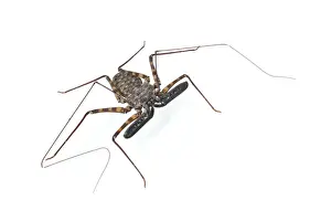 Tanzanian Giant Tailless Whip Scorpion (Damon diadema) adult