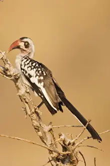 Tanzanian Red-billed Hornbill (Tockus erythrorhynchus ruahae) adult perched, Ruaha N. P. Tanzania