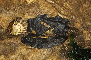 Lichen Prints: Tar Lichen (Verrucaria mucosa) growing on coastal rock with limpet