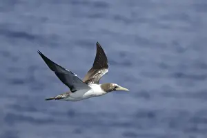 Sea Bird Prints: Tasman Masked Booby (Sula dactylatra tasmani) immature