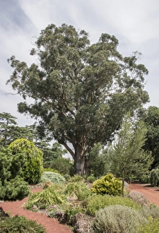 Gums Prints: Tasmanian Blue Gum (Eucalyptus globulus) habit