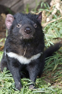 Australia Prints: Tasmanian Devil (Sacrophilus harrisii) adult, sitting, Tasmania, Australia, captive