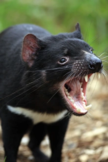 Tasmanian Devil (Sacrophilus harrisii) adult, close-up of head, with mouth open, South Australia, Australia