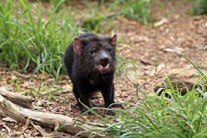 Marsupials Prints: Tasmanian Devil (Sacrophilus harrisii) adult, standing, South Australia, Australia