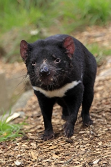 Tasmanian Devil (Sacrophilus harrisii) adult, standing, South Australia, Australia