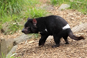 Tasmanian Devil (Sacrophilus harrisii) adult, standing, South Australia, Australia
