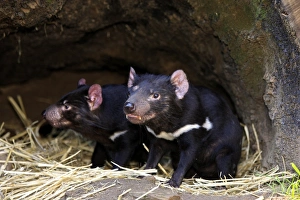 Marsupials Prints: Tasmanian Devil (Sacrophilus harrisii) adult pair