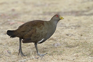 Flightless Prints: Tasmanian Nativehen (Tribonyx mortierii) adult