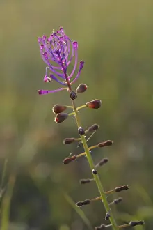 Massif Central Prints: Tassel Hyacinth (Muscari comosum) close-up of flowerspike