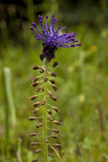 Bulbous Prints: Tassel Hyacinth (Muscari comosum) flowering, after rainfall, Italy, april