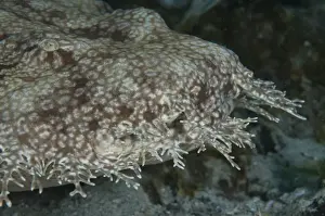 West Papua Prints: Tasselled Wobbegong (Eucrossorhinus dasypogon) adult