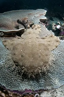 Tasselled Wobbegong (Eucrossorhinus dasypogon) adult, resting on Coral (Cyphastrea seralia) in reef, Mioskon, Dampier Straits, Raja Ampat, West Papua, New Guinea, Indonesia