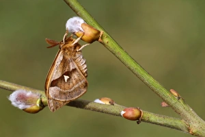 Willow Prints: Tau Emperor (Aglia tau) adult male
